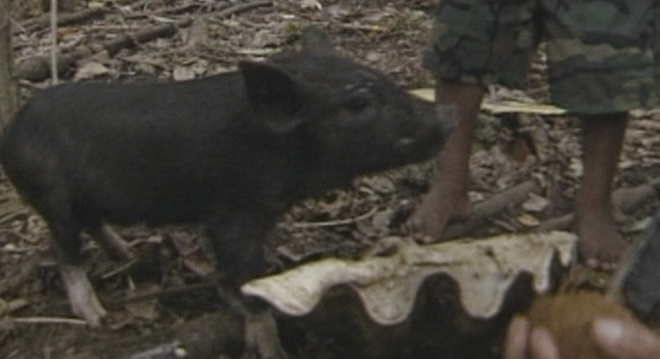 rai 42 feeding-the-pigs